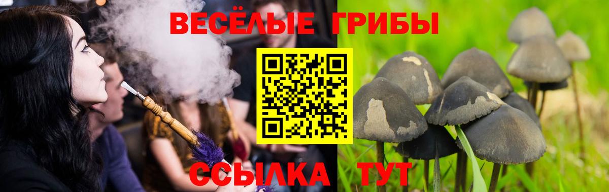 Галлюциногенные грибы Cubensis  Галлюциногенные грибы прущие грибы  Вход с VPN  Оренбург 